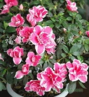 福建龙岩 绿意盎然的花木产业——从果树苗木到礼品花卉的多元发展