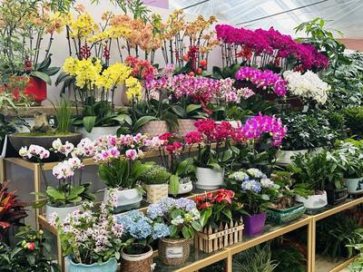 春风有信花为礼 妇女节济南鲜花销售持续升温，礼品花卉受热捧