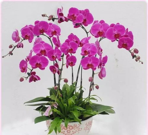 美炸了！撑爆从化朋友圈的花卉展原来在这里，就等你来撩，还有礼品花卉销售